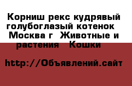 Корниш-рекс кудрявый голубоглазый котенок - Москва г. Животные и растения » Кошки   